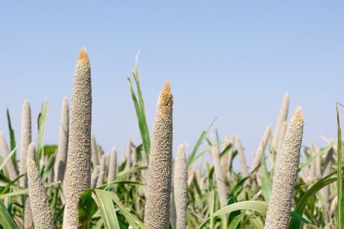 Bajra