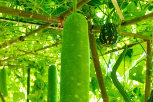 Bottle Gourd