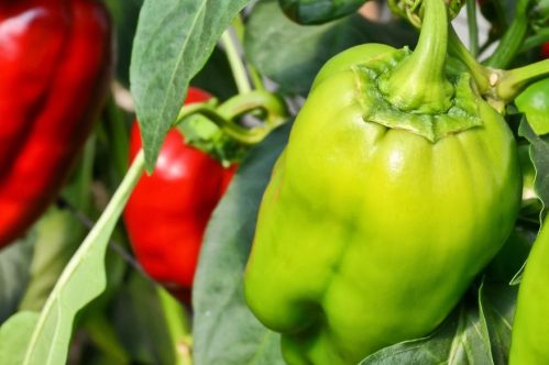 Capsicum