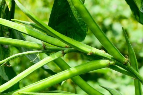 Cluster Bean