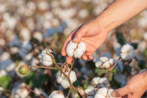 Cotton