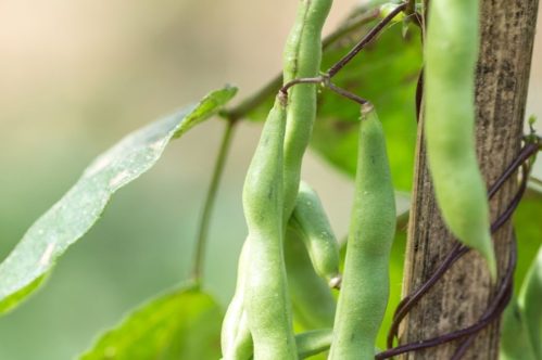 Cowpea