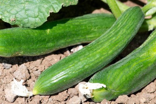 Cucumber