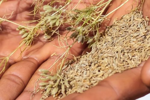 Cumin