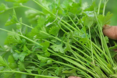 Imported Coriander