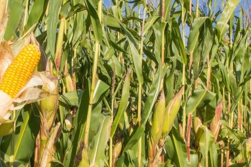 Maize