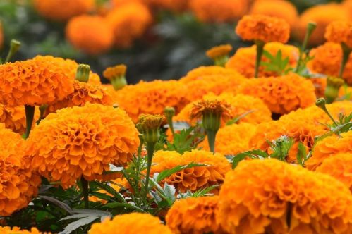 Marigold