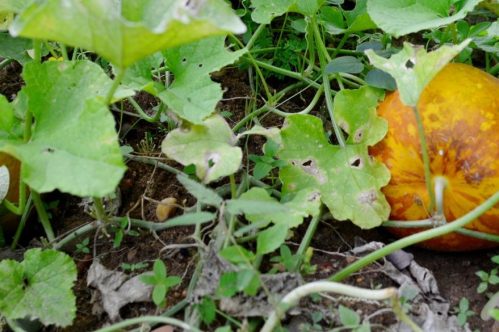 Muskmelon