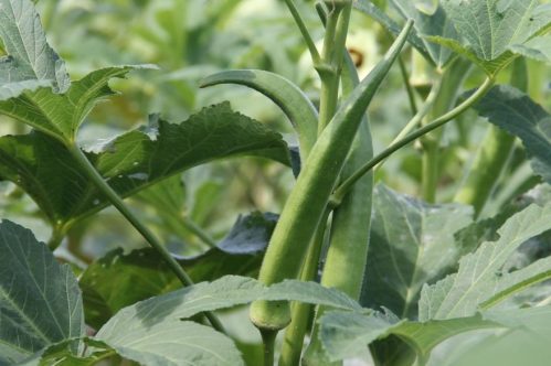 Okra