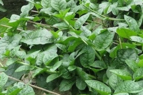 Palak