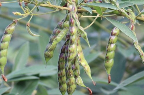 Pigeon Pea