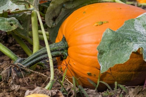 Pumpkin