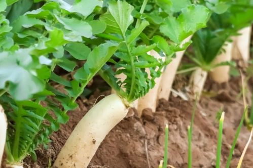 Radish