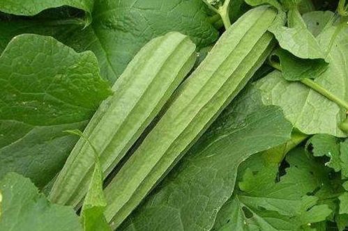 Ridge Gourd