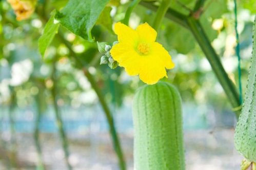 Sponge Gourd