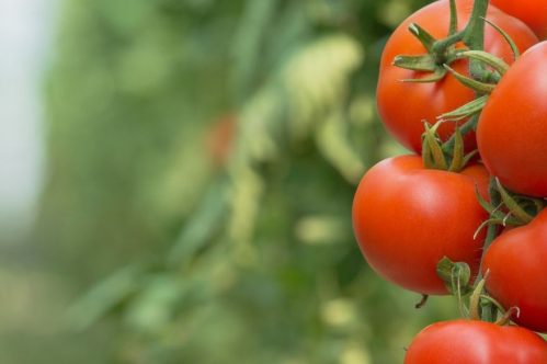 Tomato