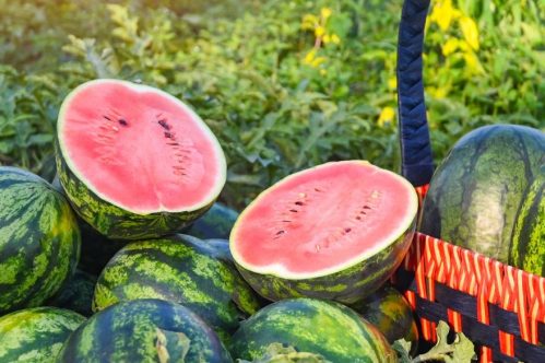 Watermelon