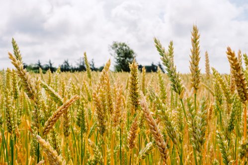 Wheat